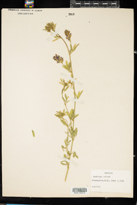 Medicago sativa image