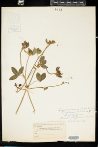 Trifolium pratense image