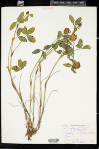 Trifolium pratense image