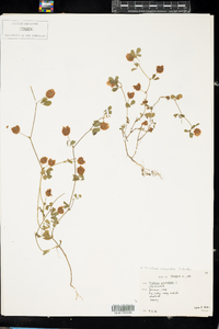 Trifolium campestre image