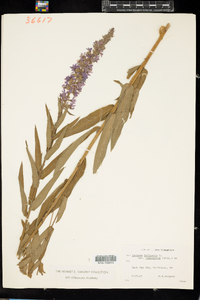 Lythrum salicaria image