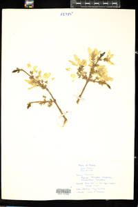 Forsythia suspensa image