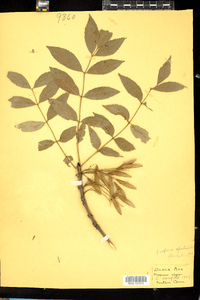 Fraxinus excelsior image