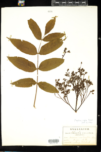 Fraxinus nigra image