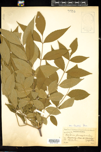 Fraxinus pennsylvanica image