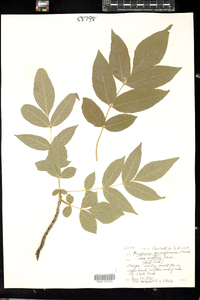 Fraxinus pennsylvanica image