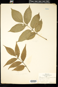 Fraxinus pennsylvanica var. lanceolata image