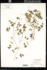 Oxalis stricta image