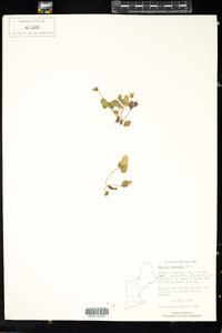 Oxalis montana image