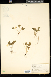 Oxalis montana image