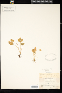 Oxalis montana image