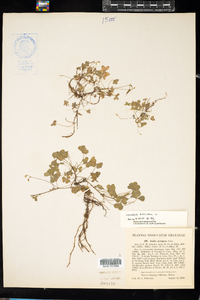 Oxalis stricta image