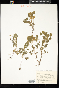 Oxalis stricta image