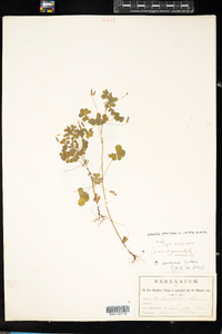 Oxalis stricta image