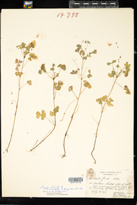 Oxalis stricta image