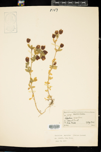 Trifolium aureum image