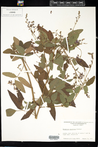 Desmodium perplexum image