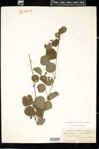 Desmodium rotundifolium image