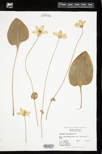 Image of Parnassia grandifolia