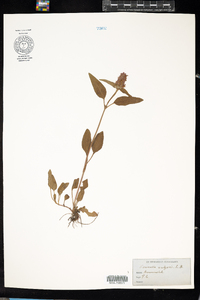 Prunella vulgaris image