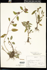 Prunella vulgaris image