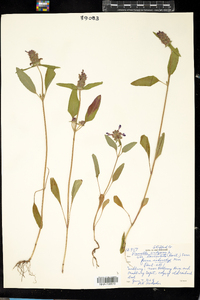 Prunella vulgaris var. lanceolata image