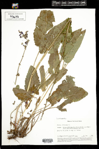 Salvia pratensis image