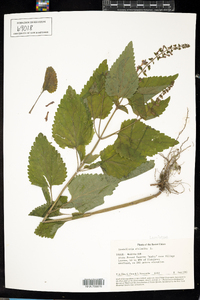 Scutellaria altissima image