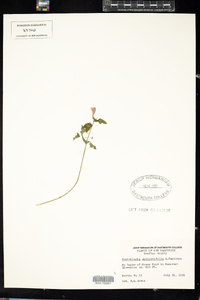 Scutellaria galericulata image