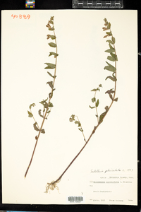 Scutellaria galericulata image