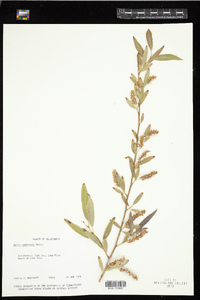 Salix lucida ssp. lasiandra image