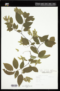 Carpinus caroliniana ssp. caroliniana image