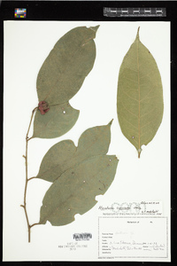 Image of Heisteria coccinea