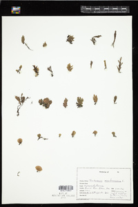 Didymoglossum membranaceum image