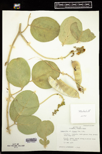 Image of Canavalia rosea