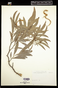 Acacia melanoxylon image