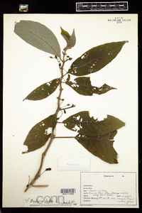 Image of Besleria lutea