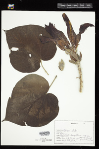 Image of Hibiscus elatus