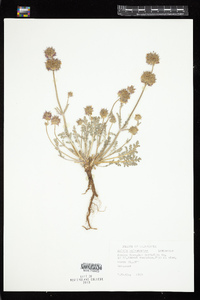 Image of Salvia columbariae