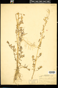 Cardamine pensylvanica image