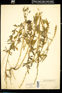 Melilotus officinalis image