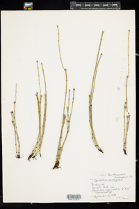 Equisetum variegatum image