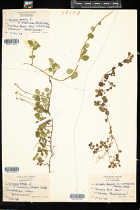 Linnaea borealis var. americana image