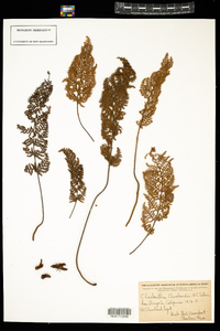 Cheilanthes clevelandii image