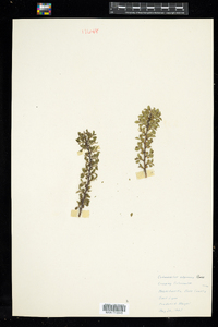 Image of Cotoneaster adpressus