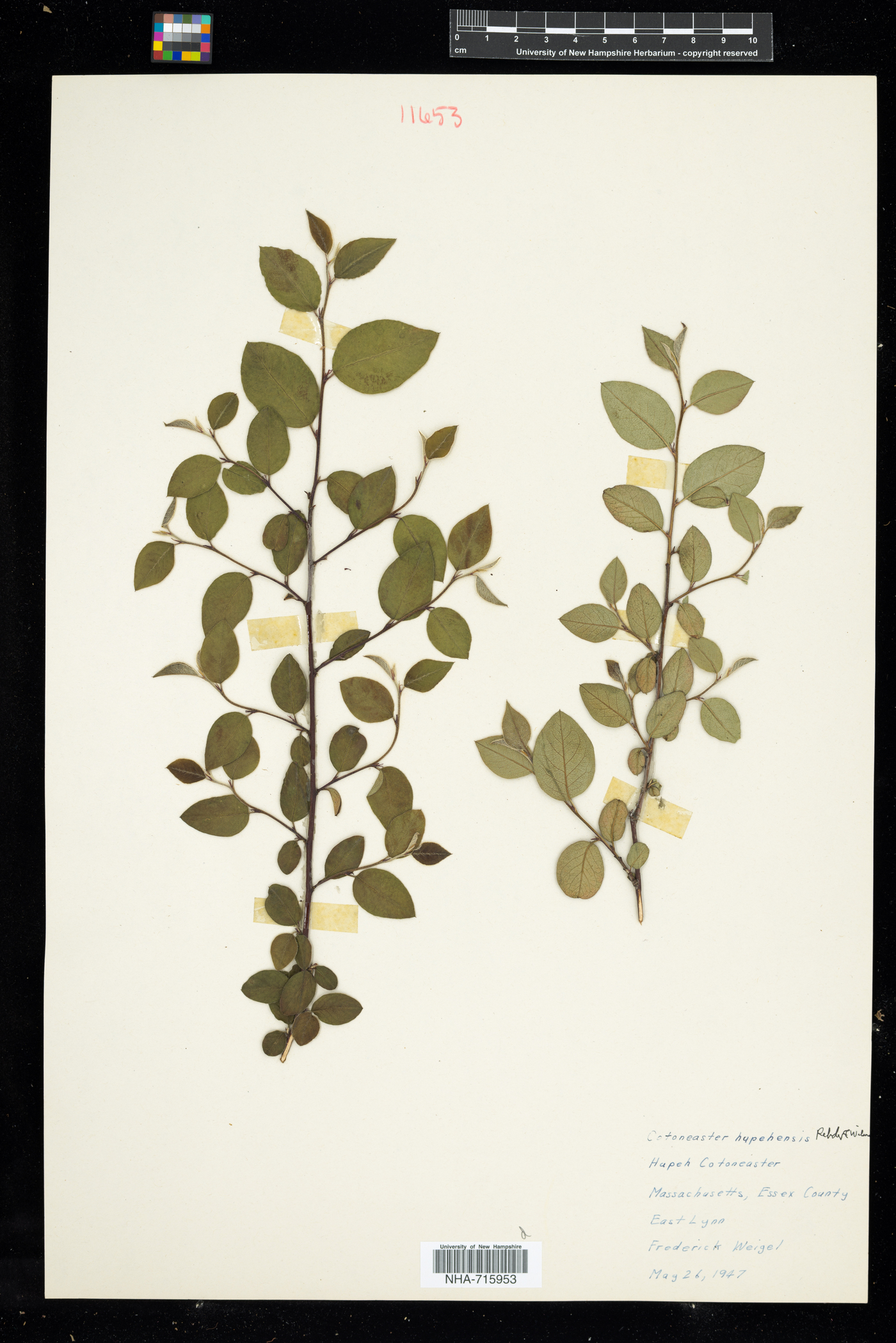 Cotoneaster hupehensis image