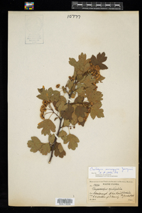 Crataegus monogyna image