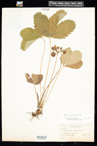 Fragaria virginiana image