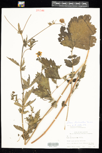 Geum laciniatum image