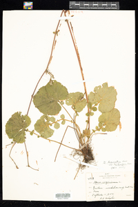 Geum laciniatum image